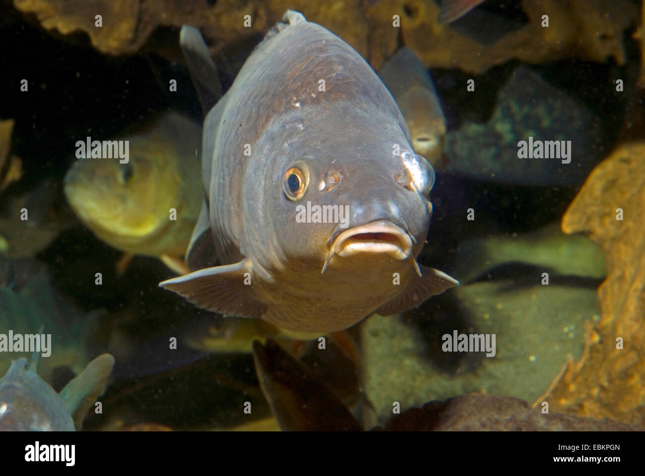 Karpfen, Karpfen, europäischen Karpfen (Cyprinus Carpio), Blick in die Kamera, Deutschland Stockfoto