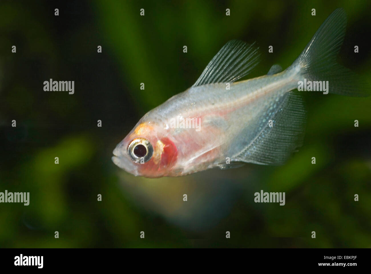 Weiße Widdoow Tetra, schwarze Tetra, schwarzen Rock Tetra (Gymnocorymbus Ternetzi), Rasse weiß Stockfoto