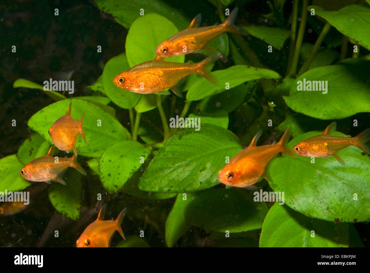 Amandas Feuer Tetra (Hyphessobrycon Amandae, Hemigrammus Amandae), Schwimmen-Gruppe Stockfoto