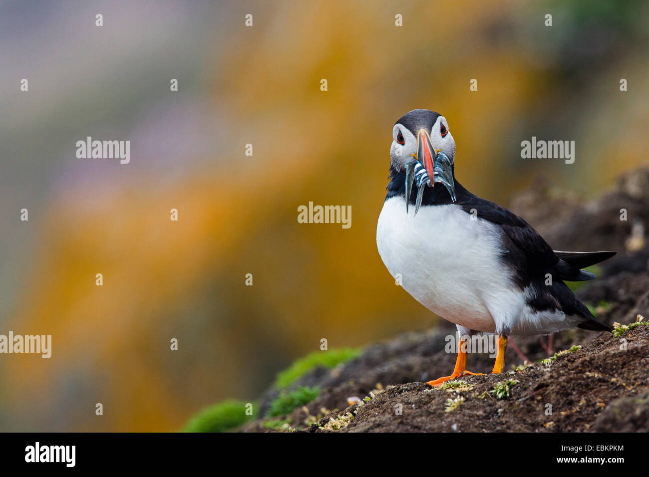 Papageitaucher, gemeinsame Papageientaucher (Fratercula Arctica), mit Gefangenen Sandaalen in der Rechnung auf einer Klippe, Shetland-Inseln, Fair Isle, Schottland, Vereinigtes Königreich Stockfoto