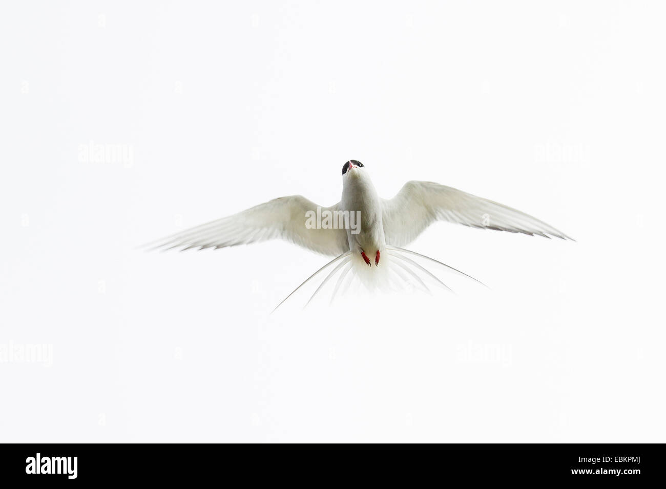 Küstenseeschwalbe (Sterna Paradisaea), auf der Flucht vor weißen Himmel, Shetland-Inseln, Fair Isle, Schottland, Vereinigtes Königreich Stockfoto