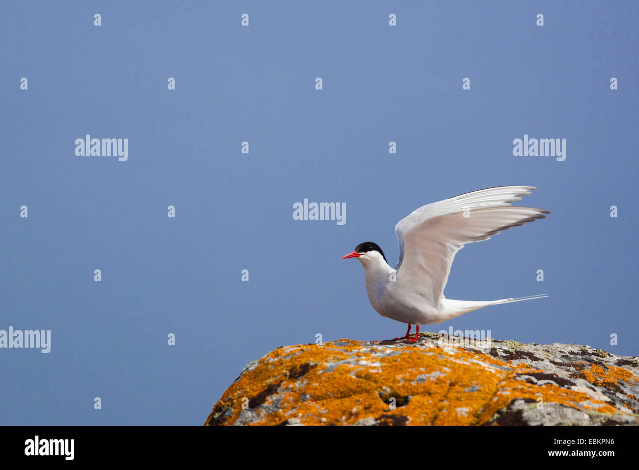 Küstenseeschwalbe (Sterna Paradisaea), sitzt auf einem Felsen mit orangefarbenen Flechten mit offenen Flügeln, Shetland-Inseln, Fair Isle, Schottland, Vereinigtes Königreich Stockfoto