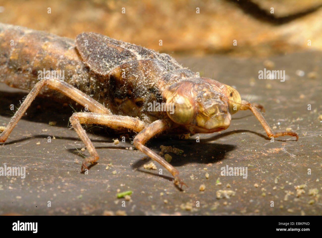 Darners, große Libellen (Aeshnidae), Larve, Deutschland Stockfoto