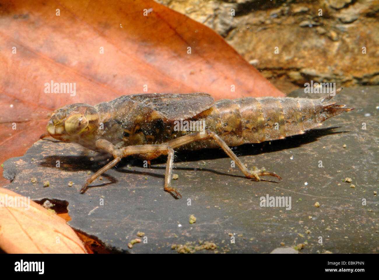 Darners, große Libellen (Aeshnidae), Larve, Deutschland Stockfoto