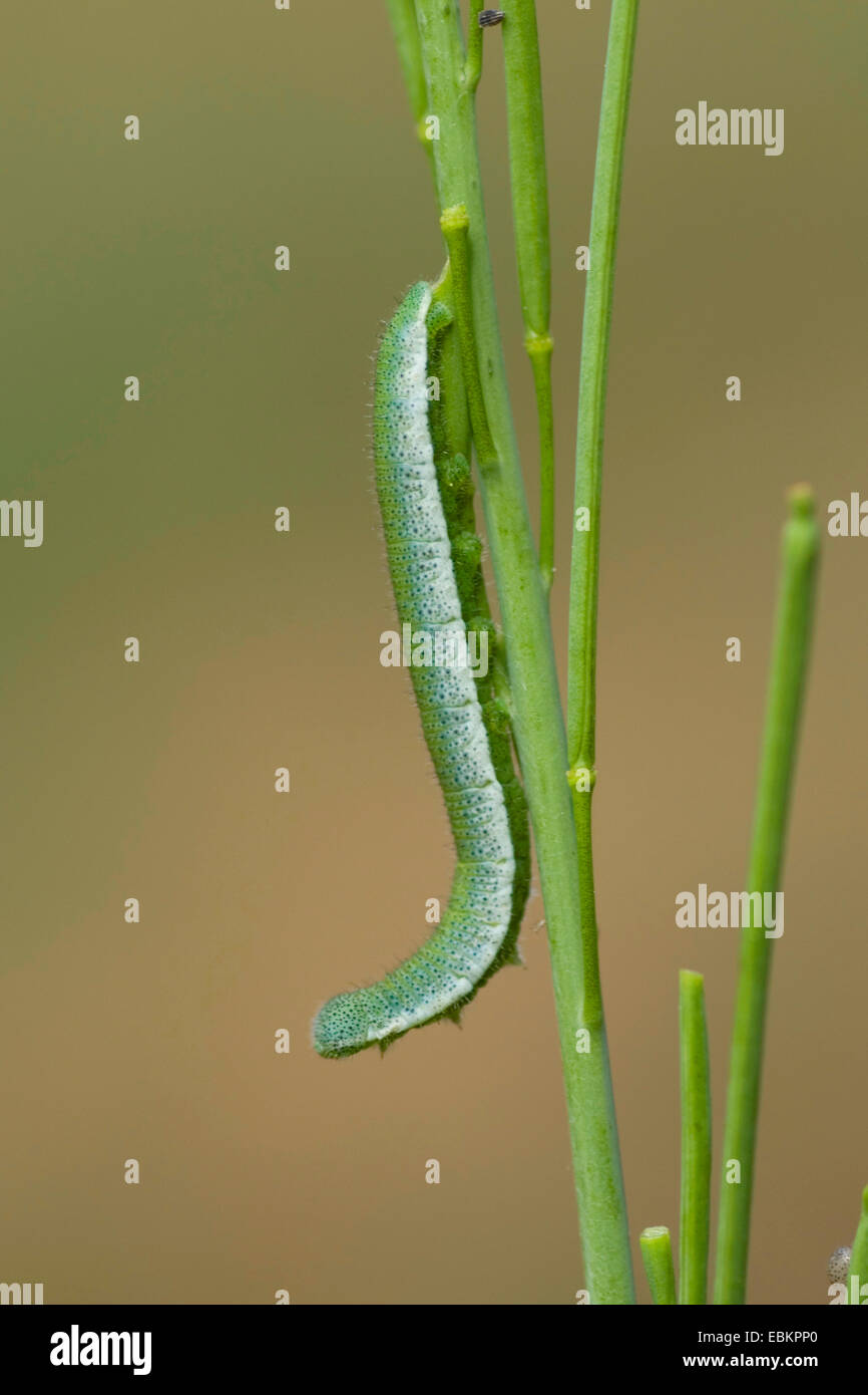 Orange-Tip (Anthocharis Cardamines), Raupe auf einem Keimling, Deutschland Stockfoto