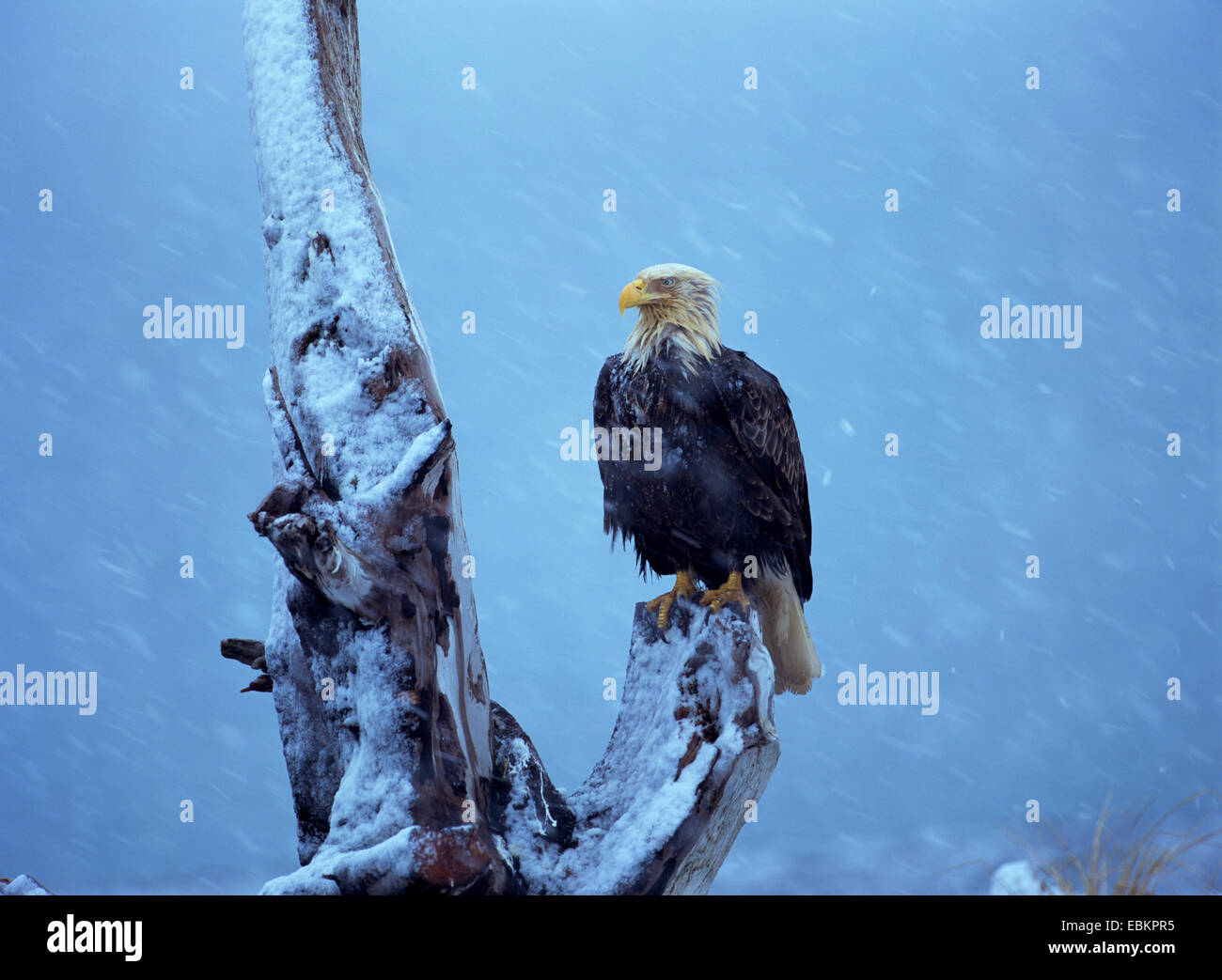 Weißkopfseeadler (Haliaeetus Leucocephalus), sitzen auf Totholz im Schneesturm Stockfoto