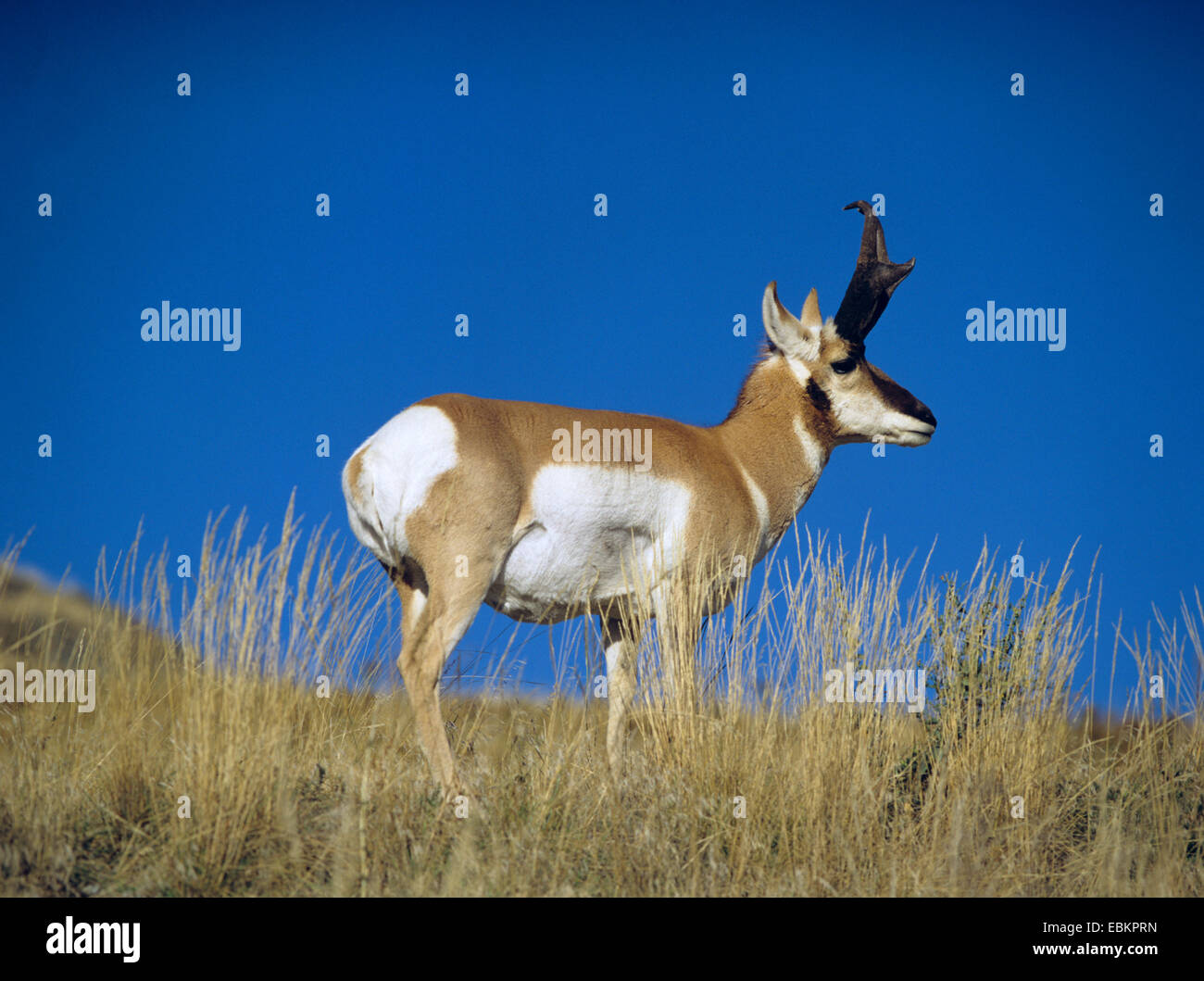 Gabelbock (Antilocapra Americana), getrocknete Gras stehend Stockfoto