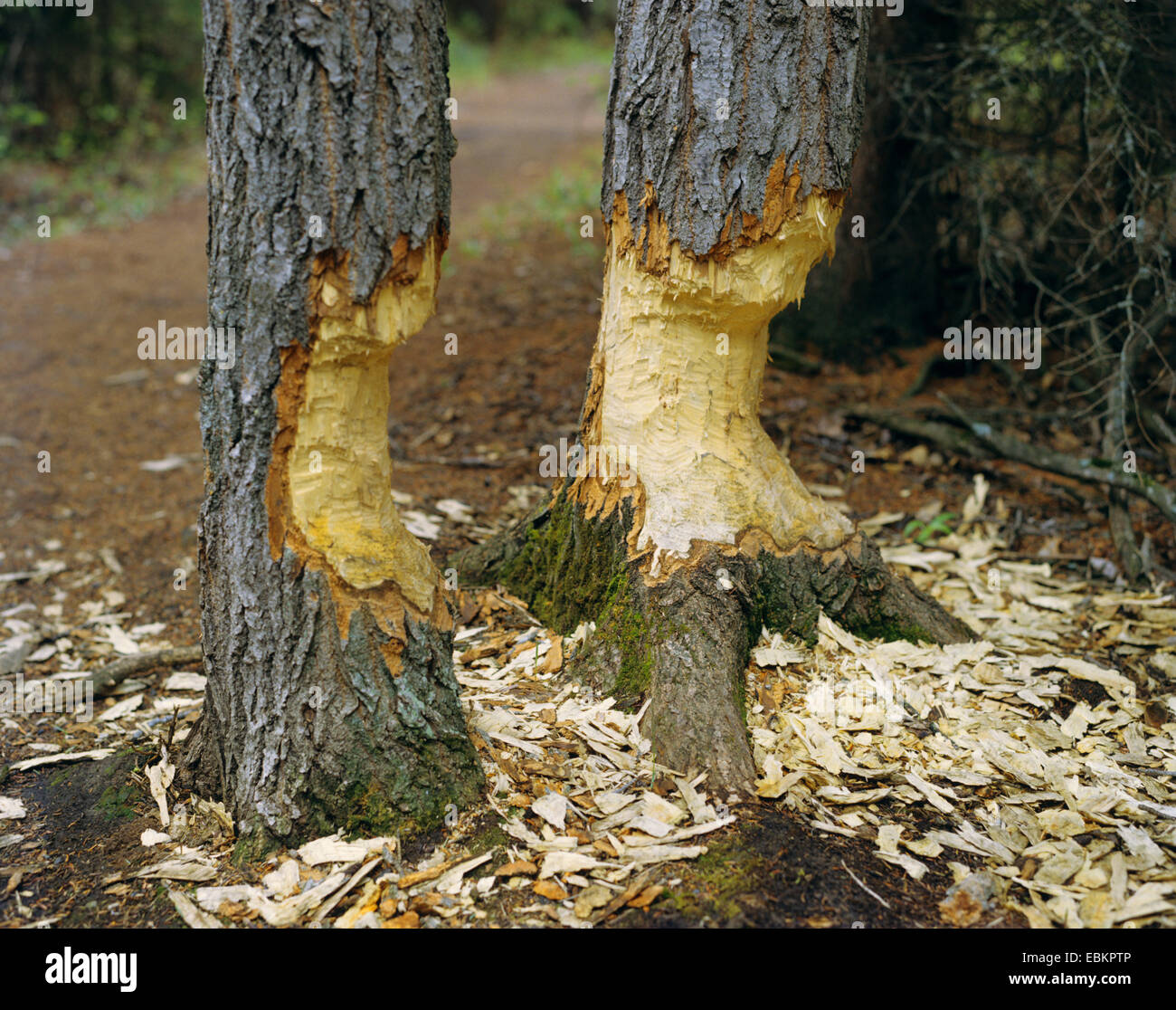Nordamerikanische Biber, kanadische Biber (Castor Canadensis), bei zwei Baumstämme burrows Stockfoto