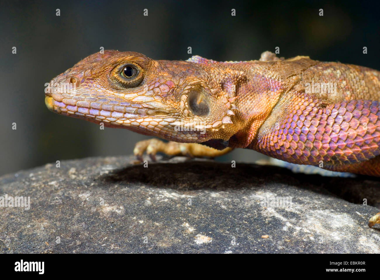 Unter der Leitung von Flat Rock Agama (Agama Mwanzae), portrait Stockfoto