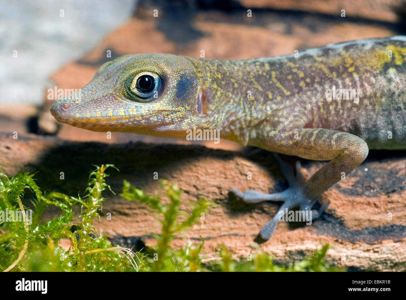 Westlichen Klippe Anole, westlich kubanischen Anole (Anolis Bärtschi), portrait Stockfoto