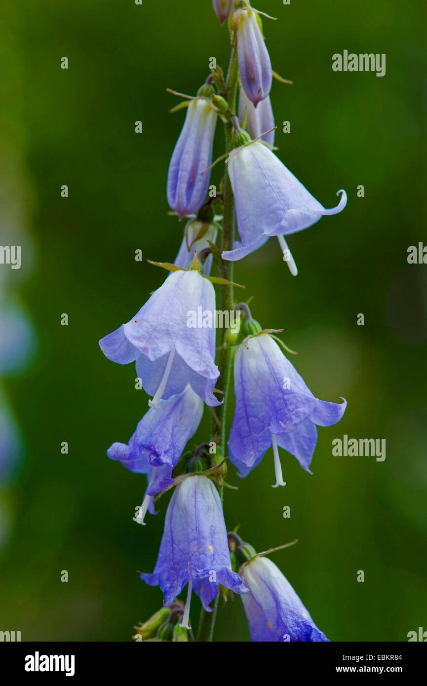 Ladybells (Adenophora Liliifolia), Blumen Stockfoto