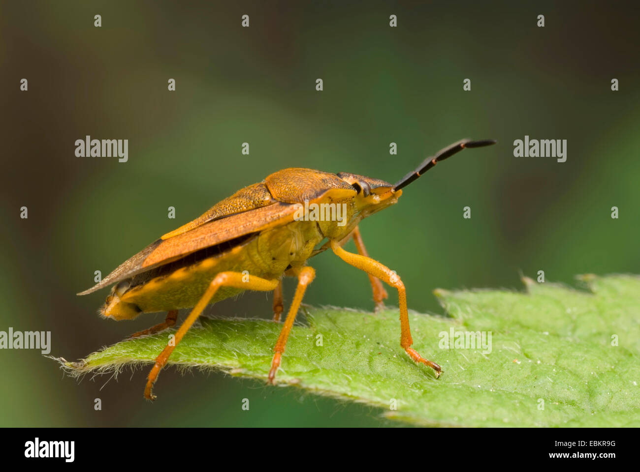 Schwarz-geschultert Shield Bug (Carpocoris Purpureipennis), sitzt auf einem Blatt, Deutschland Stockfoto