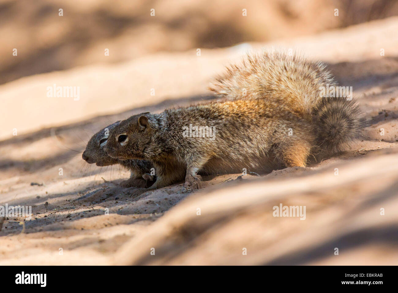 Rock-Eichhörnchen (Citellus Variegatus, Spermophilus Variegatus), zwei Männchen kämpfen im Sand von einem Flussufer, USA, Arizona, Sonora, Phoenix Stockfoto