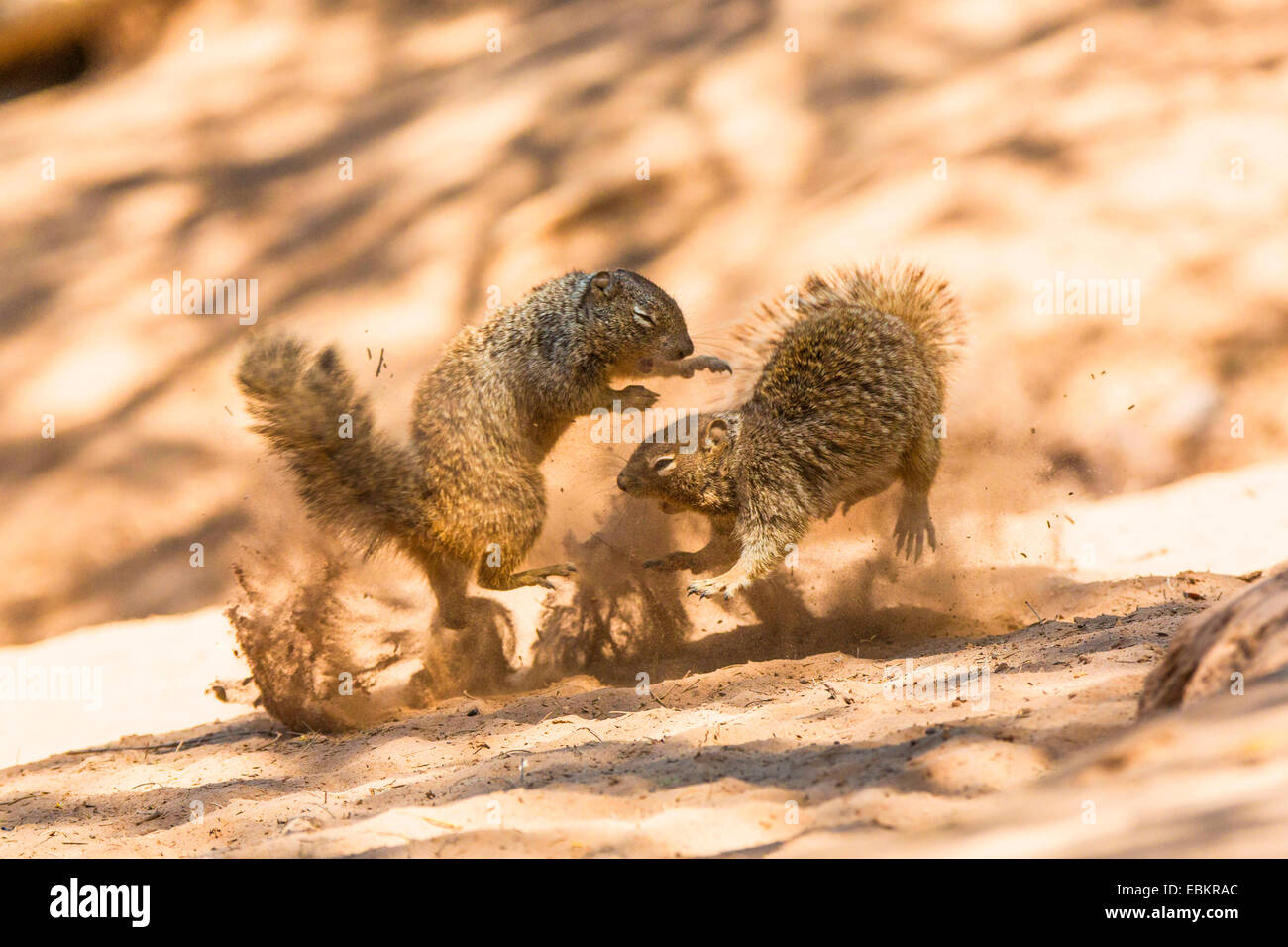 Rock-Eichhörnchen (Citellus Variegatus, Spermophilus Variegatus), zwei Männchen kämpfen im Sand von einem Flussufer, USA, Arizona, Sonora, Phoenix Stockfoto