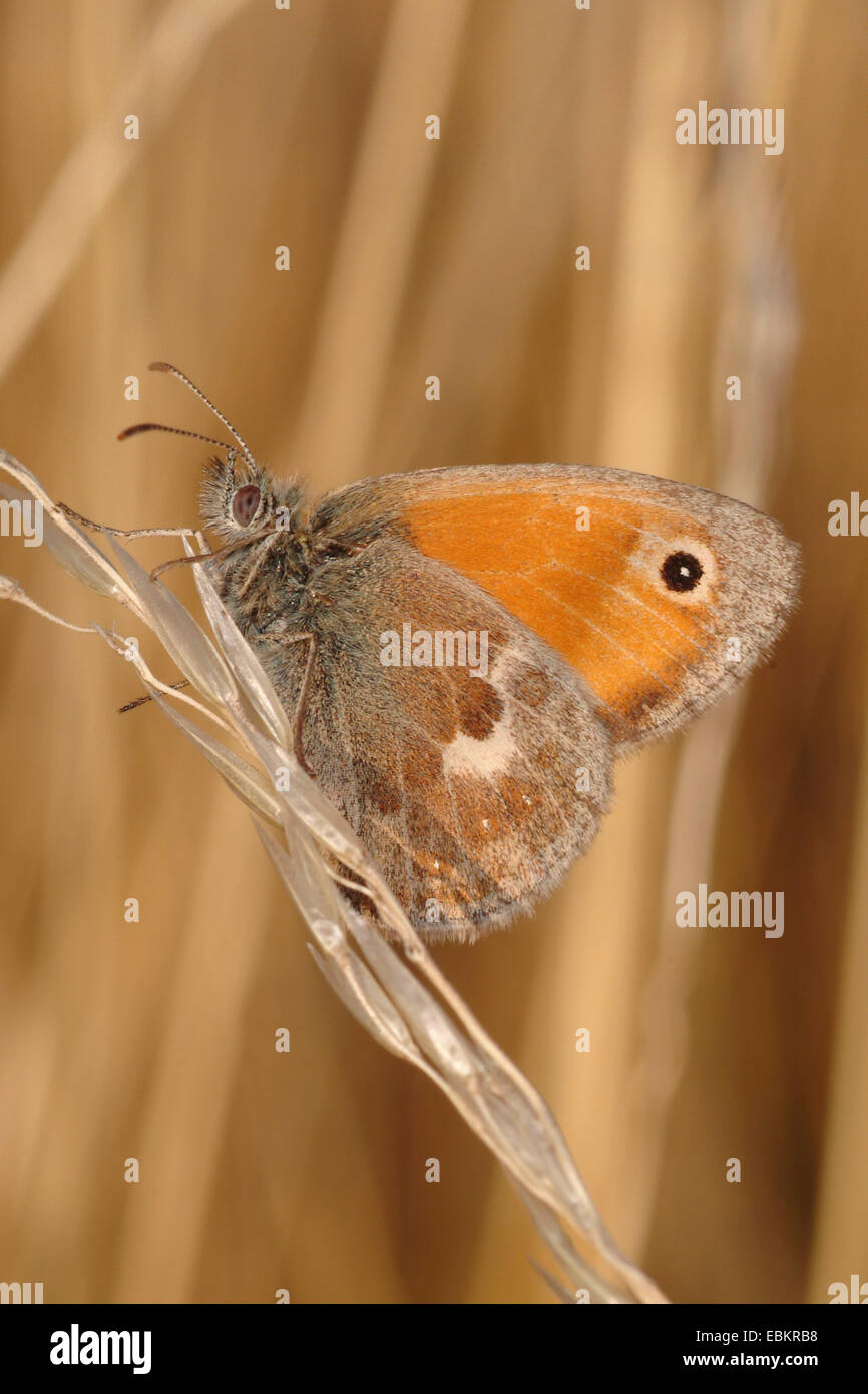 kleine Heide (Coenonympha Pamphilus), sitzt am Rasen Ohr, Deutschland Stockfoto