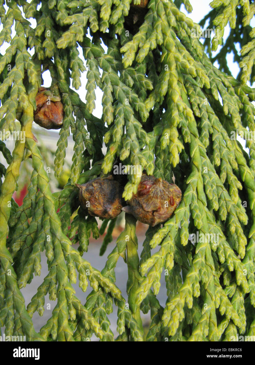 Weinende gelb-Zeder (Cupressus Nootkatensis 'Pendel', Cupressus Nootkatensis Pendel, Chamaecyparis Nootkatensis 'Pendel' Chamaecyparis Nootkatensis Pendel), Zweig mit Zapfen Stockfoto