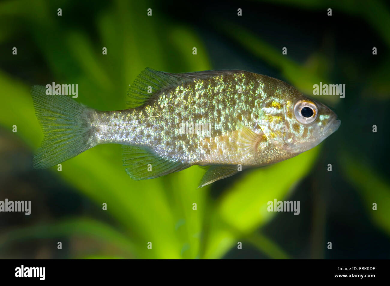 Kürbis-Samen Sunfish, Pumpkinseed (Lepomis Gibbosus), in voller Länge portrait Stockfoto