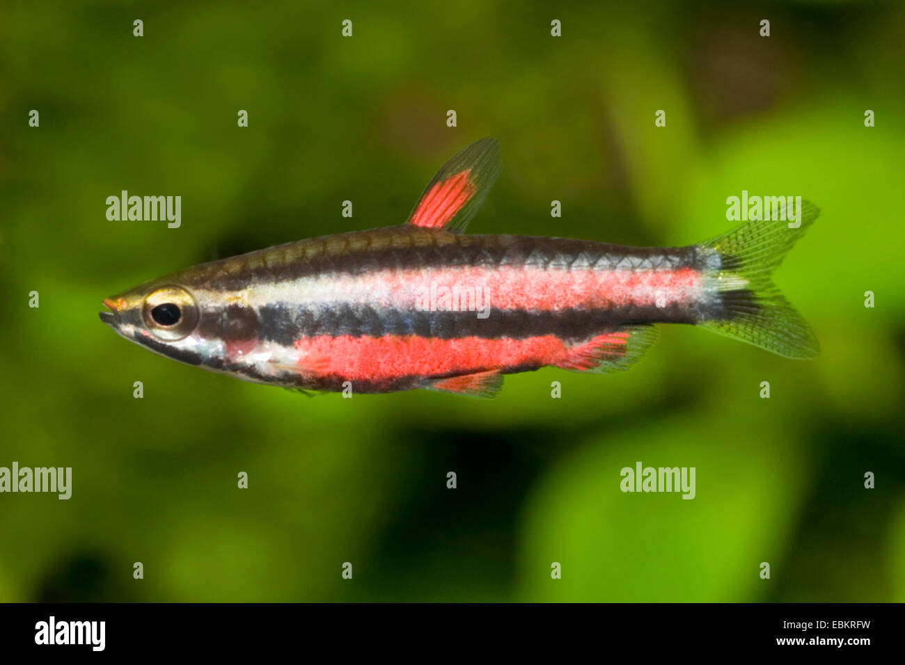 Zwerg Pencilfish (Nannostomus Marginatus), Purpur zu züchten