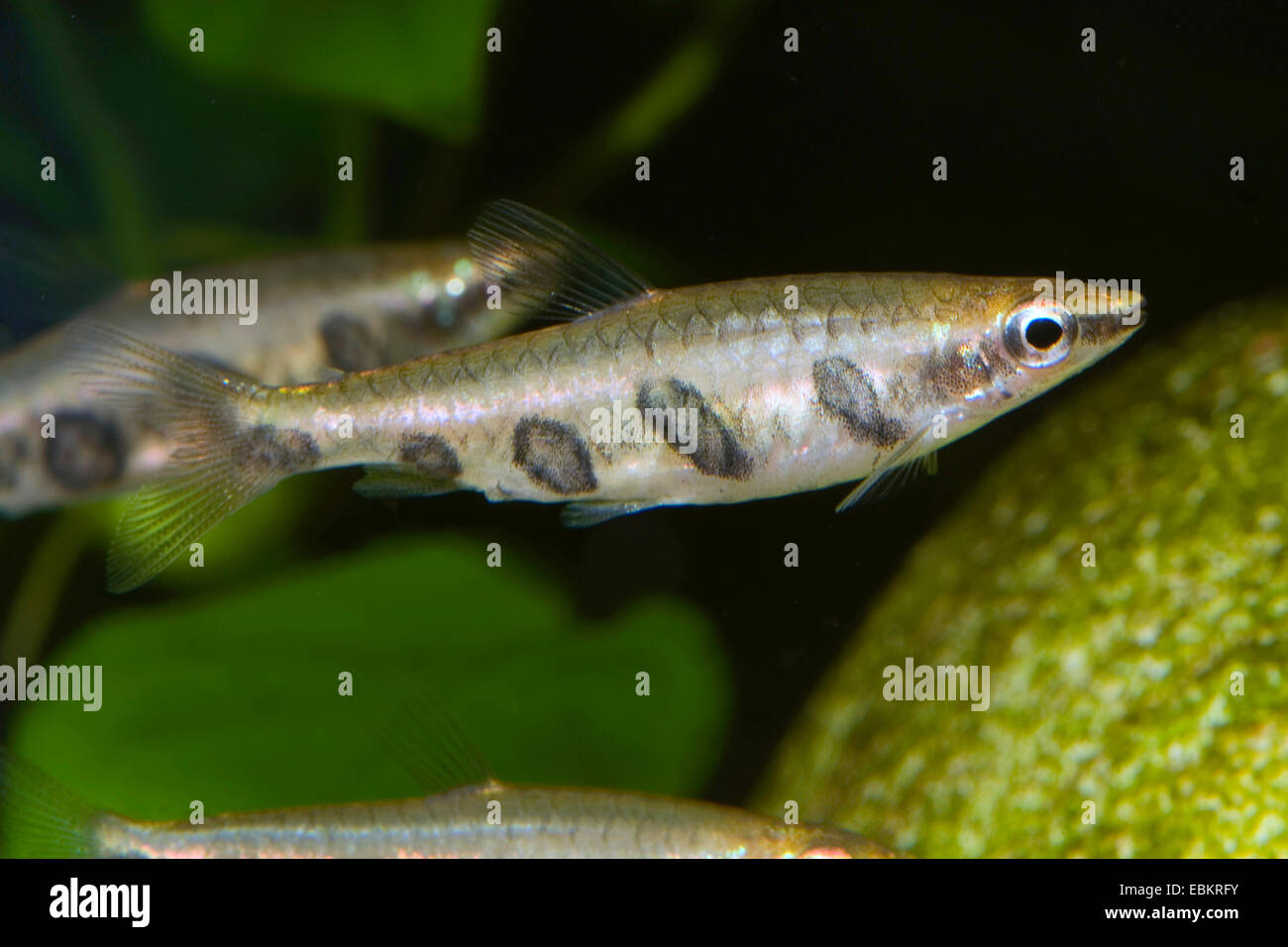 Überqueren Sie gebänderten Pencilfish, verjährt Pencilfish (Nannostomus Espei), Schwimmen Stockfoto
