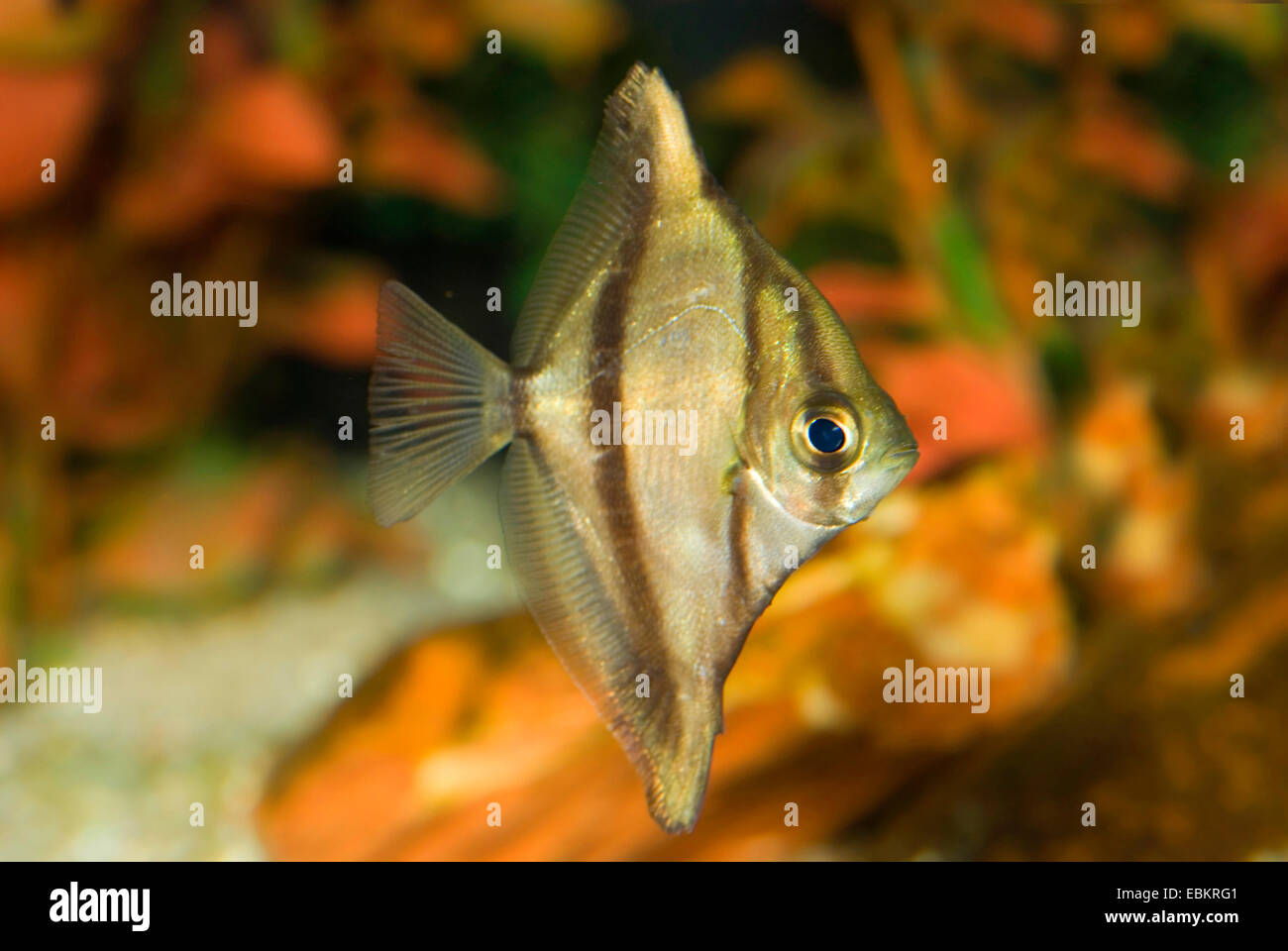 Afrikanische Mono, gestreifte Mono, afrikanische Finger Fisch (Psettus Sebae, Monodactylus Sebae), Schwimmen Stockfoto