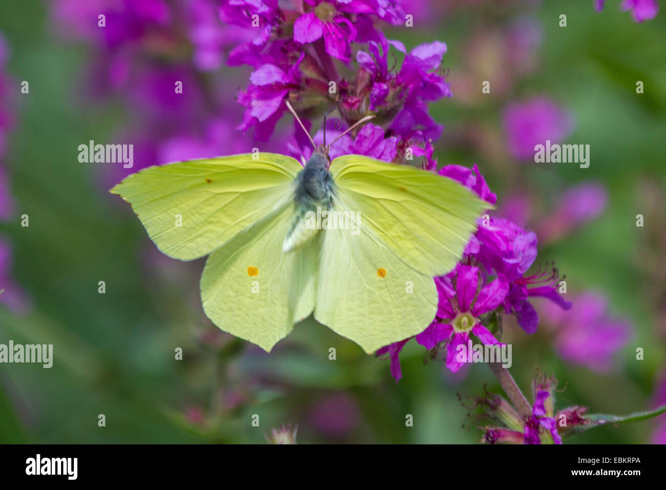 Zitronenfalter (Gonepteryx Rhamni), an Blutweiderich, Deutschland, Bayern Stockfoto