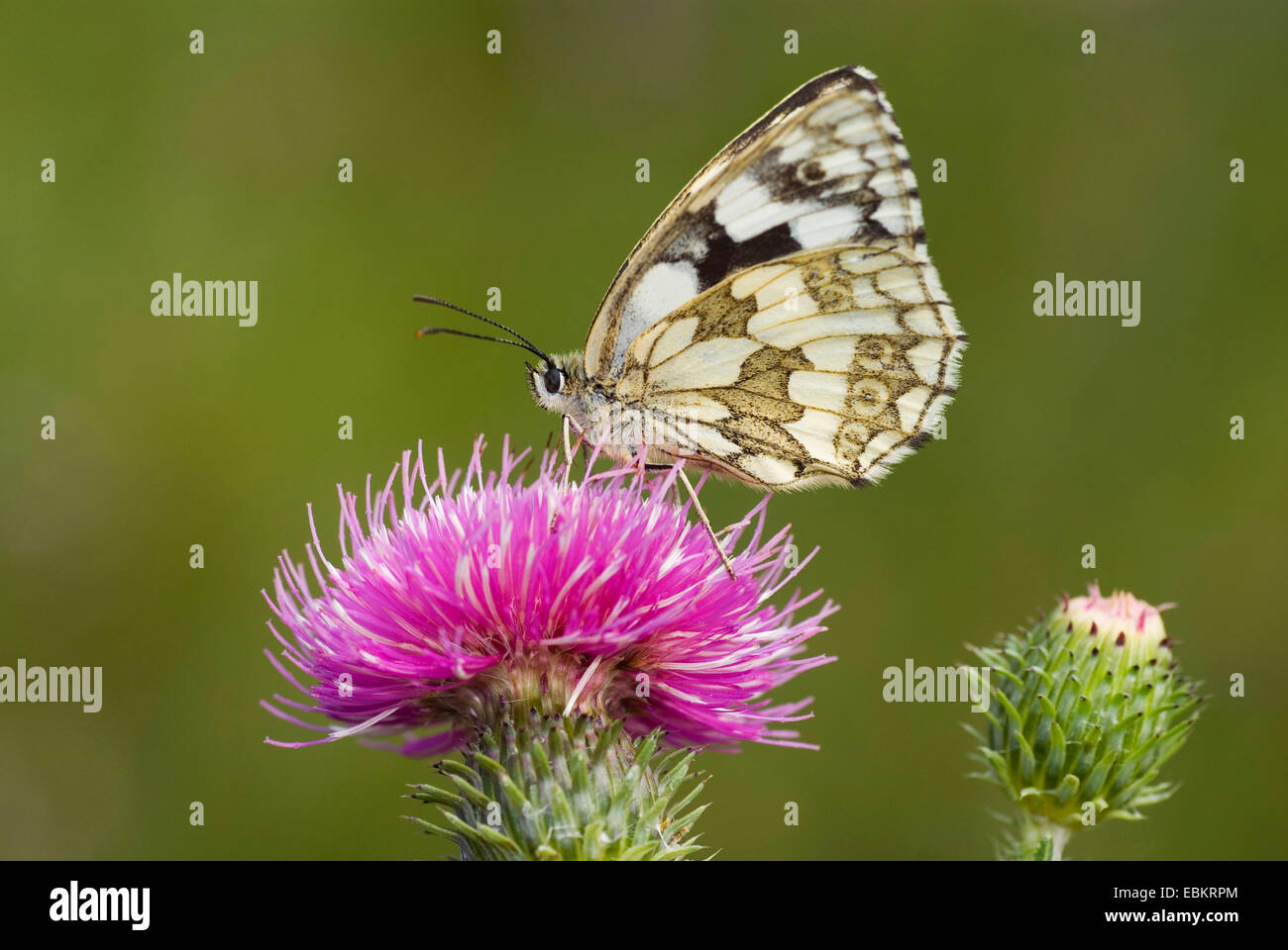 Schachbrettfalter (Melanargia Galathea), sitzen auf einer Distel saugen Nektar, Deutschland Stockfoto