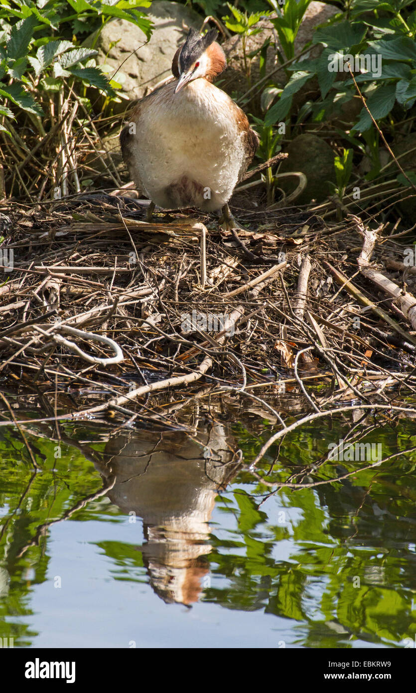Great crested Grebe (Podiceps Cristatus), Great crested Grebe mit Brut Patch am Nest, Deutschland Stockfoto