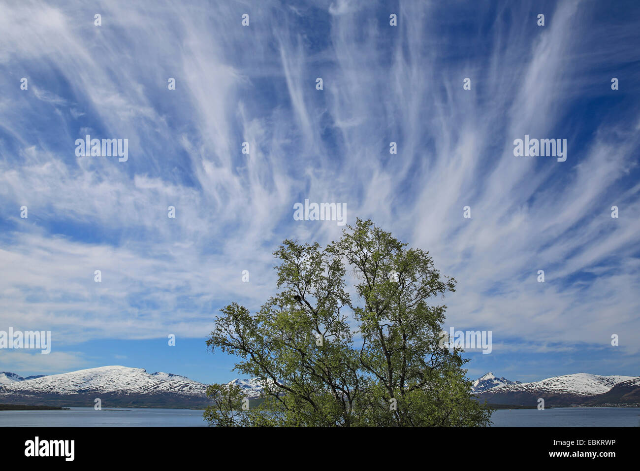 Cirrus-Wolken, Norwegen, Troms, Tromsoe Stockfoto