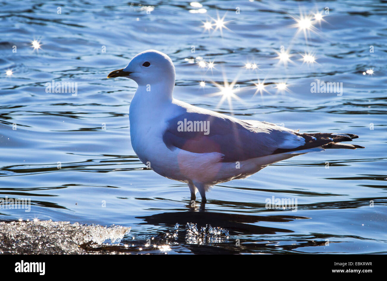 MEW Gull (Larus Canus), im Gegenlicht am See Prestvannet, Tromsø, Norwegen, Troms Stockfoto