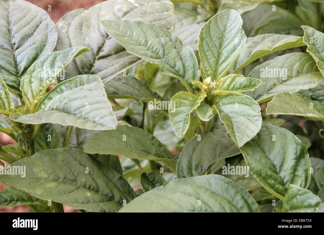 Wilder Amarant, grüner Amarant (Amaranthus Lividus, Amaranthus Blitum), Blätter Stockfoto