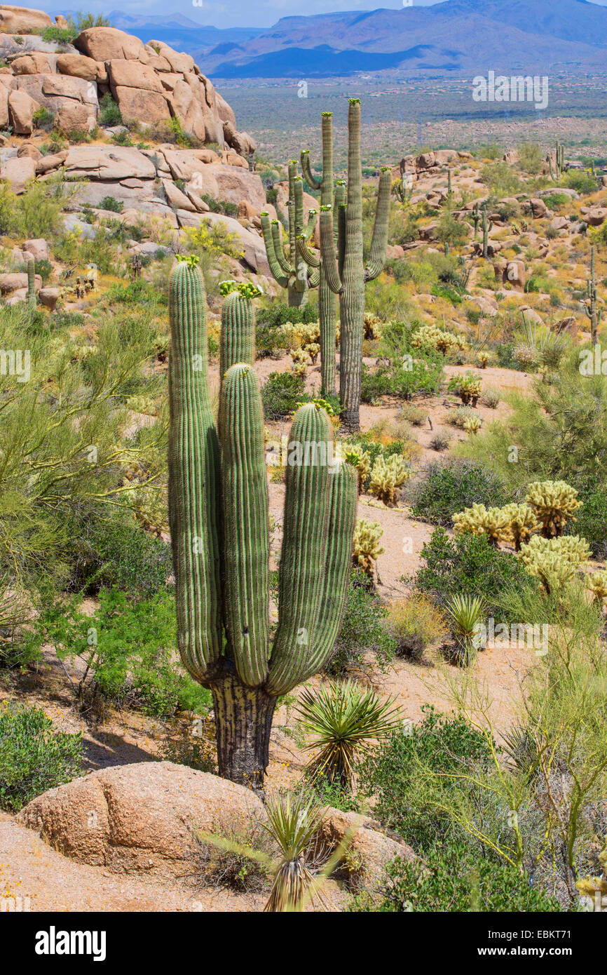 Saguaro-Kaktus (Carnegiea Gigantea, Cereus Giganteus), blühen, Phoenix, Arizona, USA und Pinnacle Peak Stockfoto