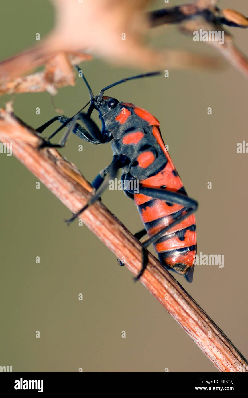 Samen Bug (Lygaeus Simulans), sitzen an einem Sproot, Frankreich, Corsica Stockfoto