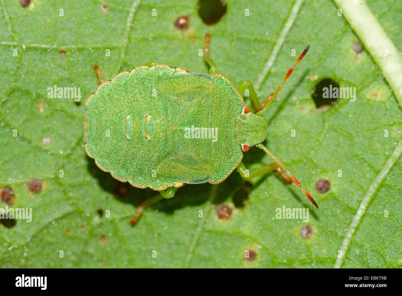 grünes Schild Bug, gemeinsamen grünen Schild Bug (Palomena Prasina), sitzt auf einem Blatt, Deutschland Stockfoto