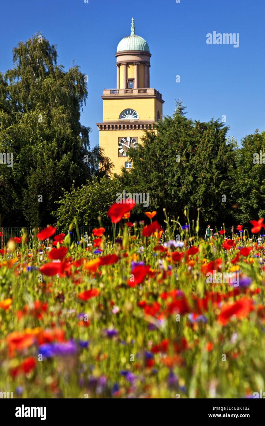 blühende Wildblumenwiese und Rathausturm, Witten, Ruhrgebiet, Nordrhein-Westfalen, Deutschland Stockfoto