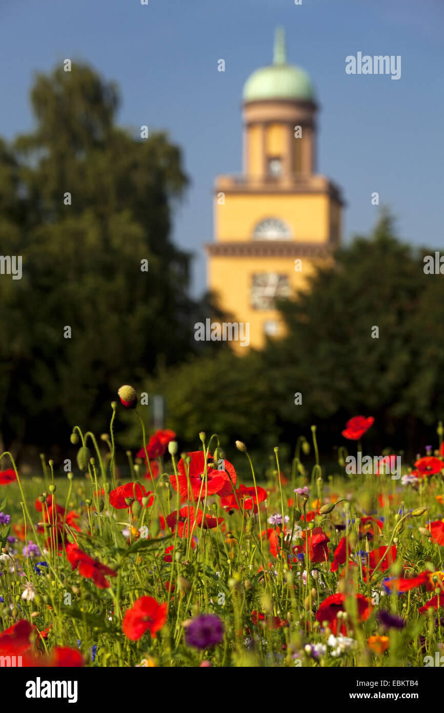 blühende Wildblumenwiese und Rathausturm, Witten, Ruhrgebiet, Nordrhein-Westfalen, Deutschland Stockfoto