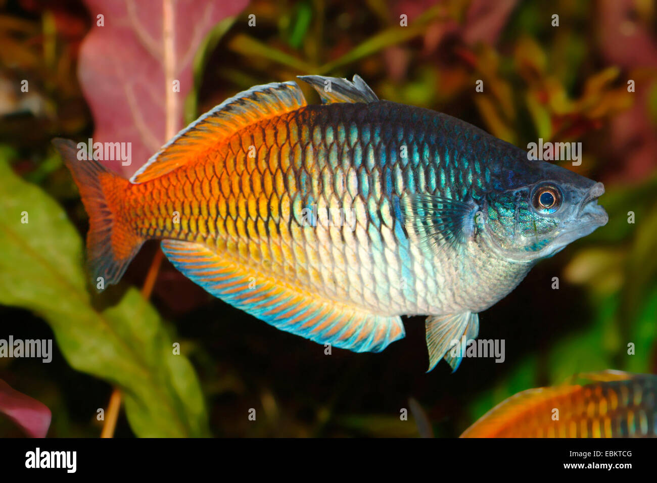 Boeseman der Regenbogenfisch, Boesemani Regenbogenfisch (Melanotaenia Boesemani), in voller Länge portrait Stockfoto