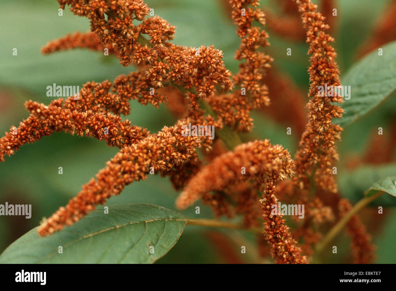 Amaranth Sorte (Amaranthus "Bronce Leaf", Amaranthus Bronce Blatt), Blütenstand Stockfoto