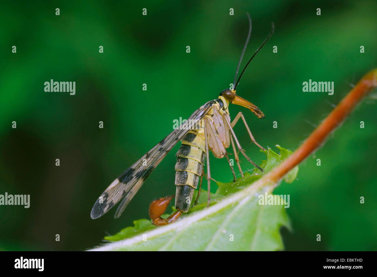 gemeinsame Scorpionfly (Panorpa Communis), sitzt auf einem Blatt, Deutschland Stockfoto