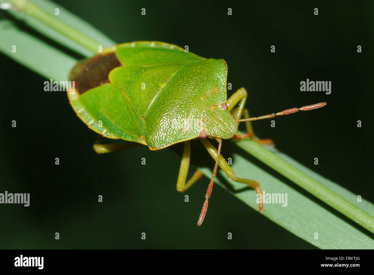 grünes Schild Bug, gemeinsamen grünen Schild Bug (Palomena Prasina), sitzt auf einem Blatt, Deutschland Stockfoto