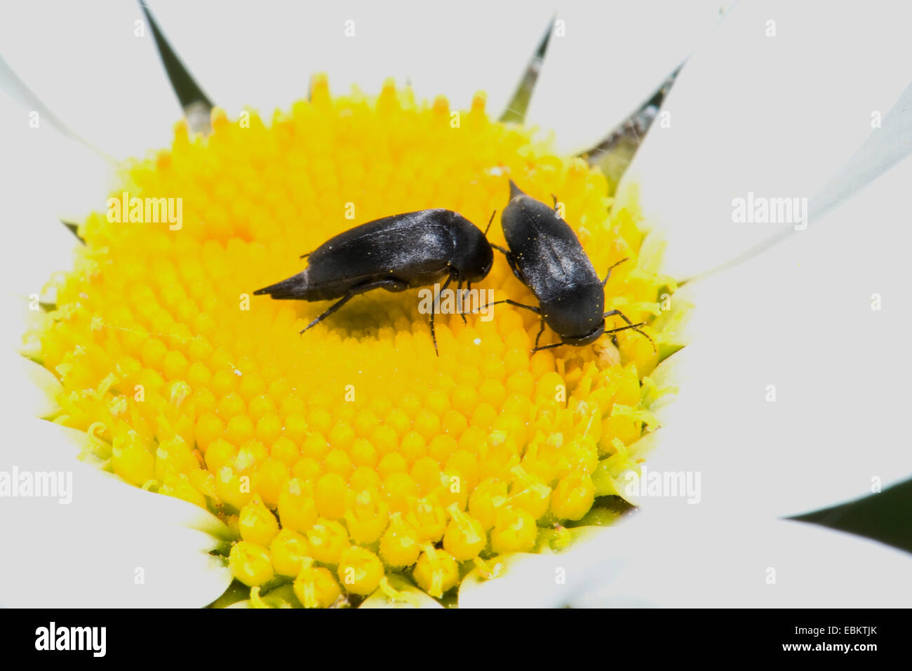 Tumbling Blume Käfer (Mordellidae), zwei Käfer auf ein Gänseblümchen, Deutschland Stockfoto