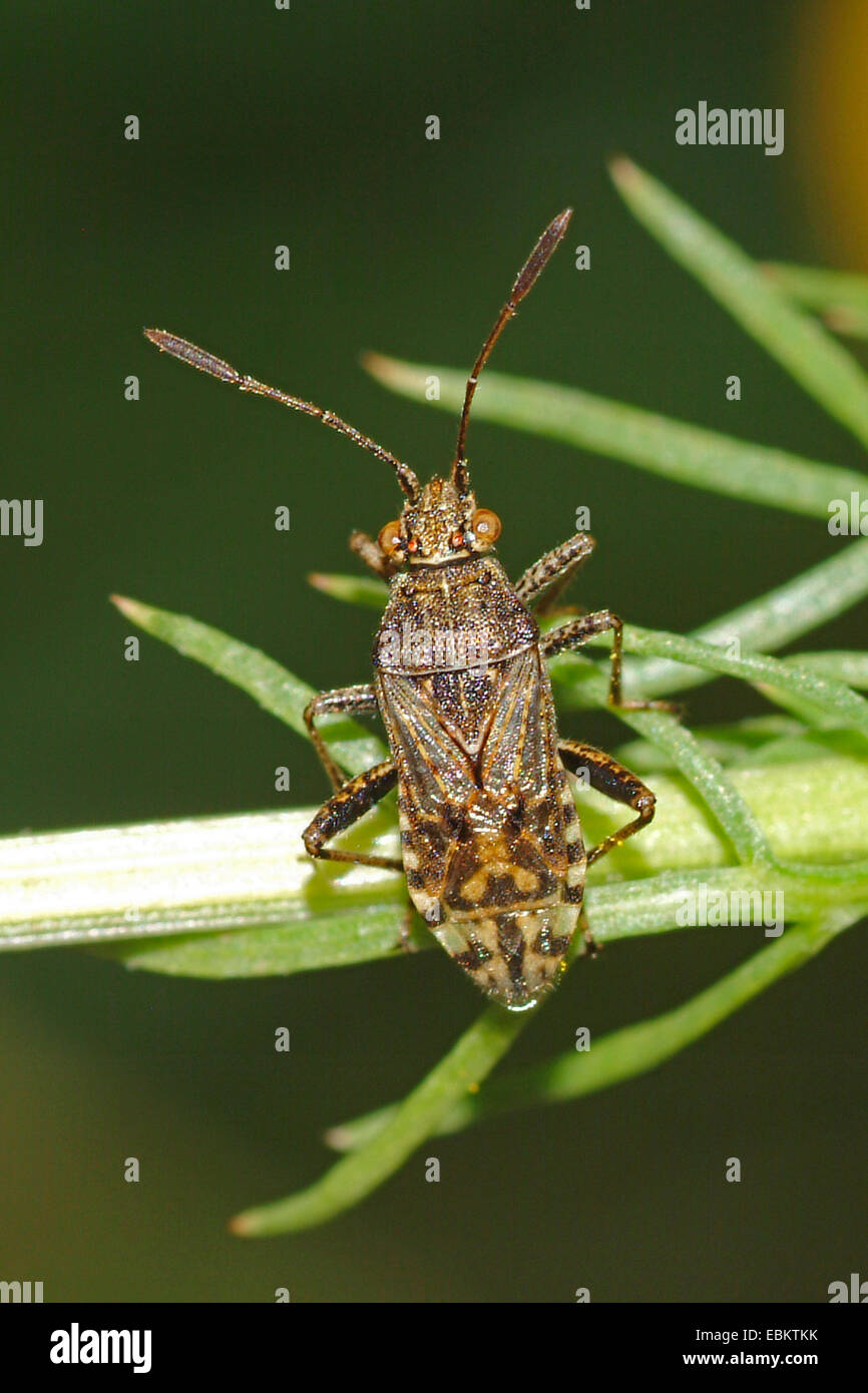 Geruchlose Pflanze Bug, Rhopalid Fehler (Stictopleurus Punctatonervosus), sitzen auf einer Pflanze, Deutschland Stockfoto