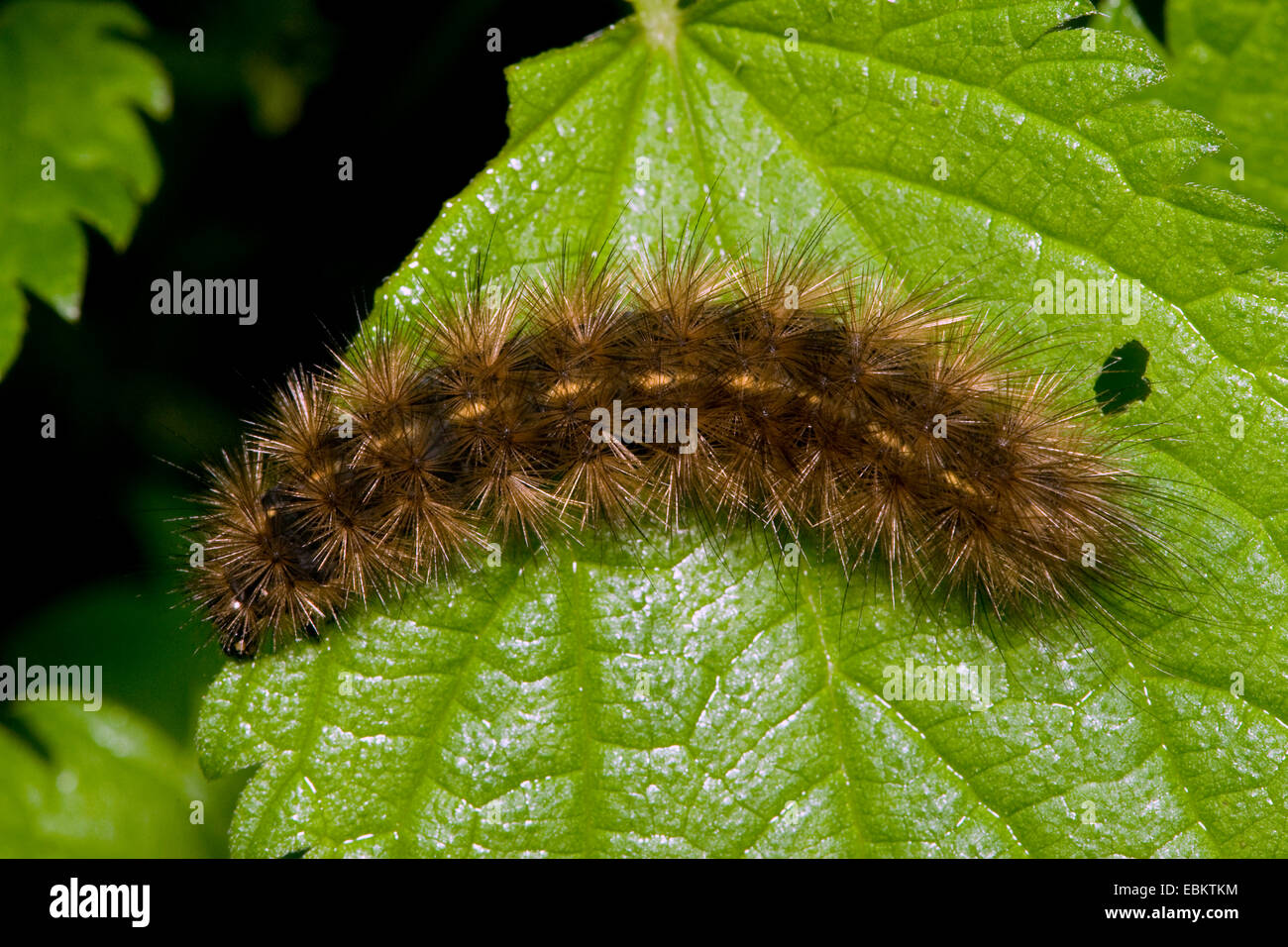 Buff Ermine Motte (Spilosoma Lutea, Spilosoma Luteum, Spilarctia Lutea), Raupe auf einem Blatt, Deutschland Stockfoto