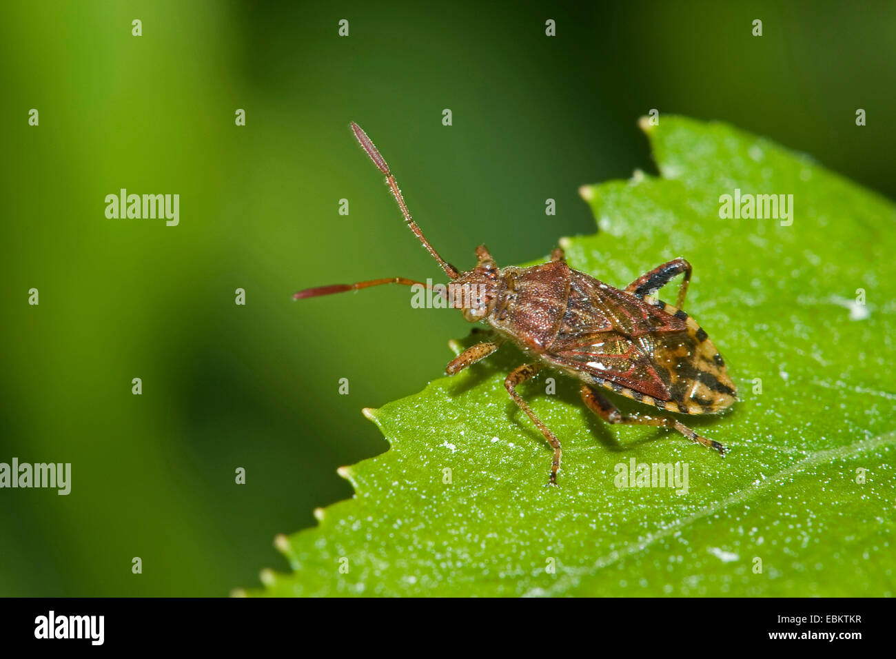 Geruchlose Pflanze Bug, Rhopalid Fehler (Stictopleurus Frameworks), sitzt auf einem Blatt, Deutschland Stockfoto