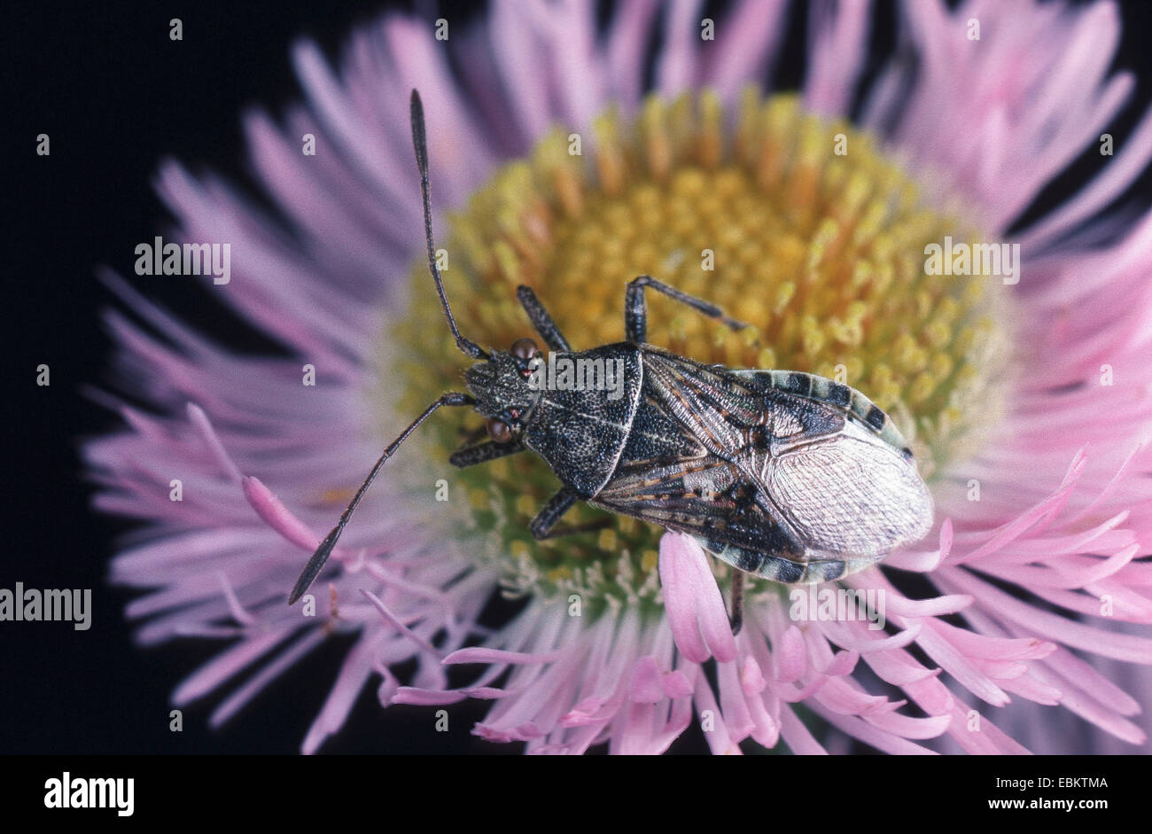 Geruchlose Pflanze Bug, Rhopalid Bug (Stictopleurus Punctatonervosus), auf lila zusammengesetzte Blume, Deutschland Stockfoto