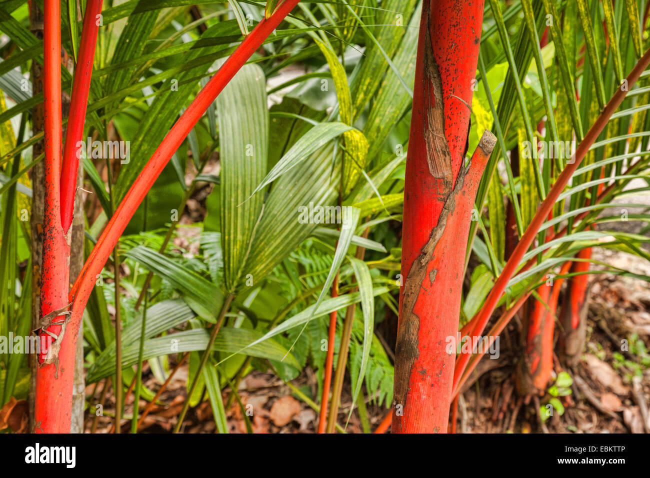 Die markanten roten Kronenschaft Siegellack Palme, Cyrtostachis Renda, Symbol der Singapore Botanic Gardens. Stockfoto