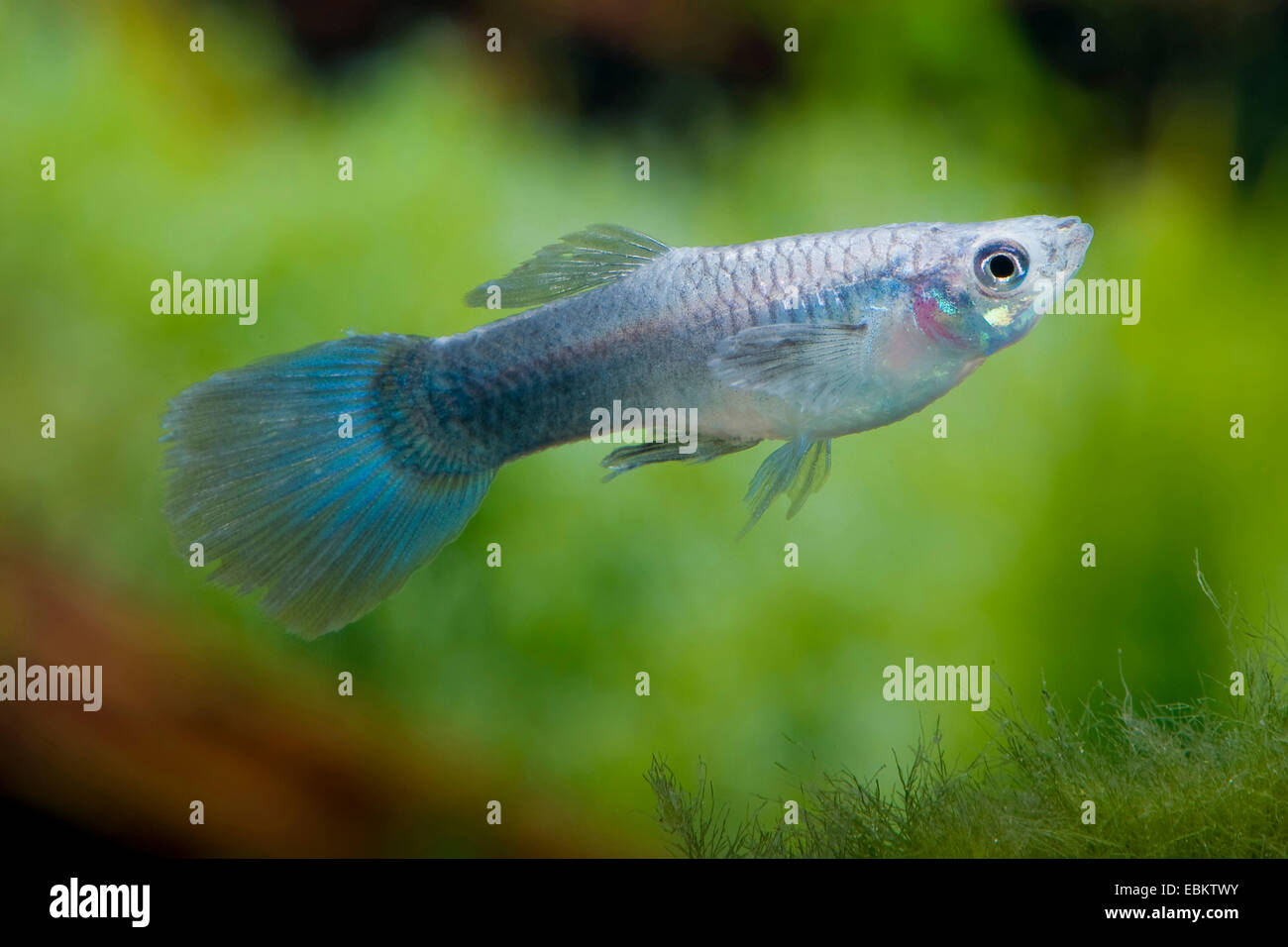 Guppy (Poecilia Reticulata, Lebistes Reticulatus, Lebistes Reticulata), züchten Form Electric Blue Stockfoto