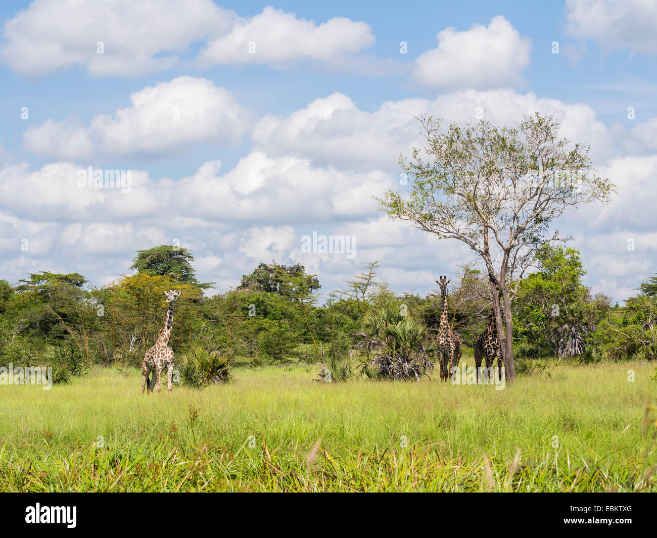 Giraffen in der Savanne in Afrika. Stockfoto