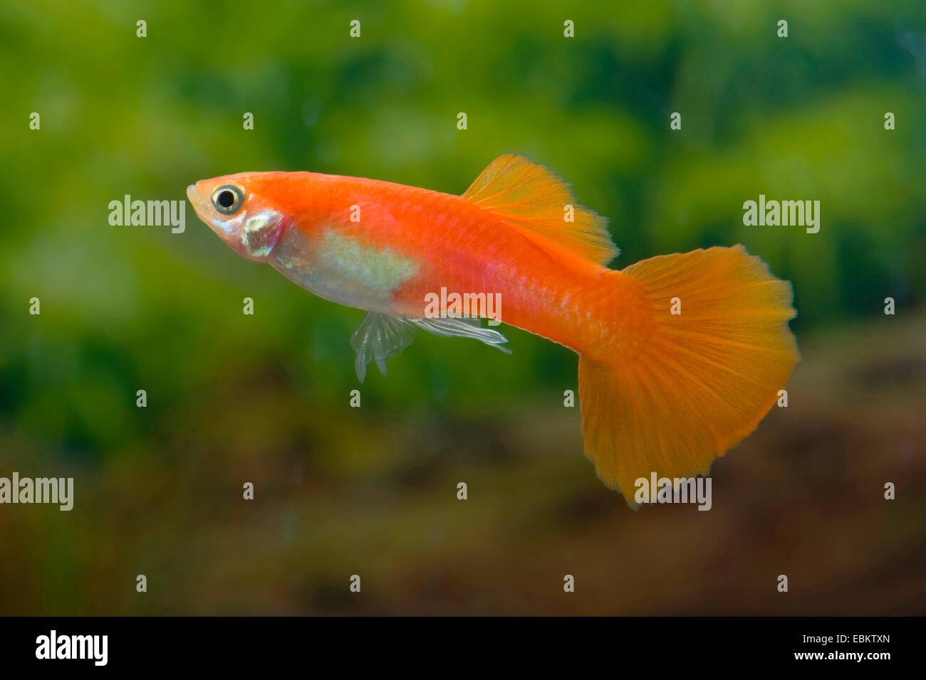 Guppy (Poecilia Reticulata, Lebistes Reticulatus, Lebistes Reticulata), züchten Form Flamingo Stockfoto