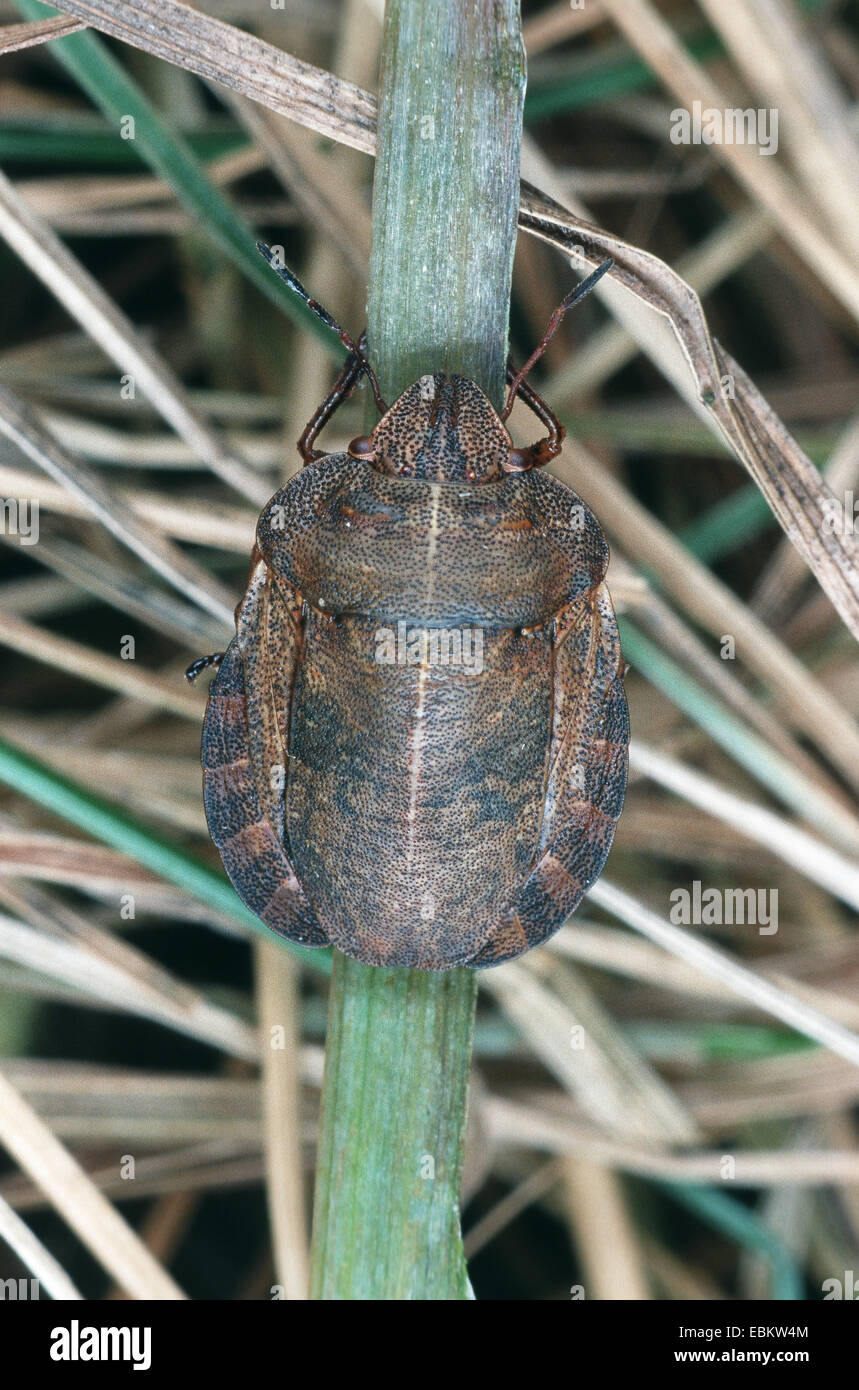 Schild-backed Fehler (Eurygaster Fokkeri), auf einem Blatt, Deutschland Stockfoto