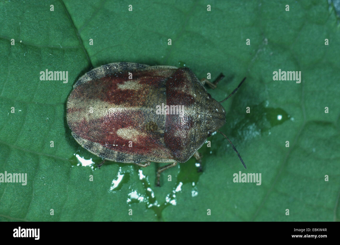 Schild-Rückseite Fehler (Eurygaster Maura), auf einem Blatt, Deutschland Stockfoto
